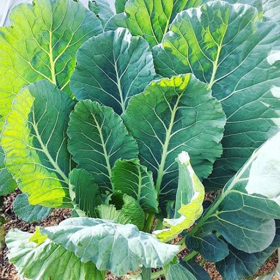 Collard Greens